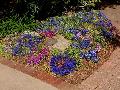 Lobelia / Lobelia erinus  